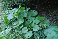 Lepianthes umbellata